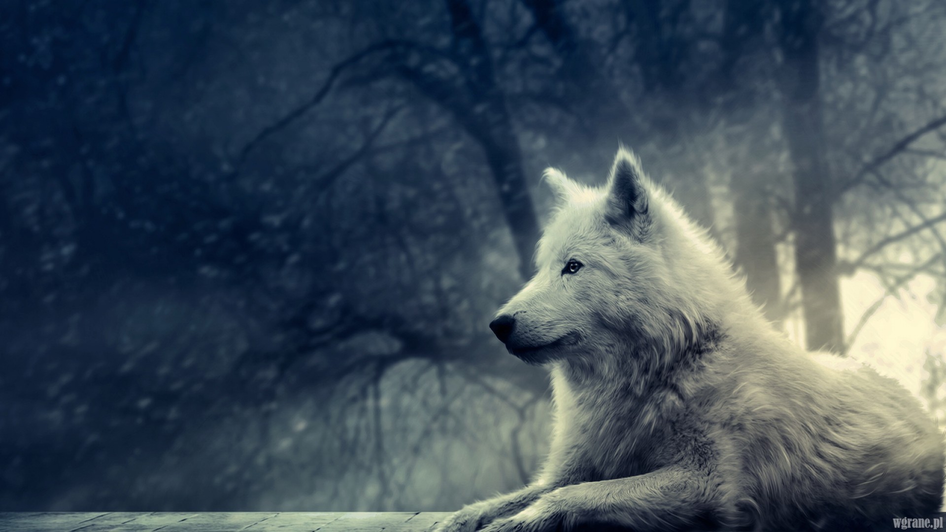 Biały wilk.jpg