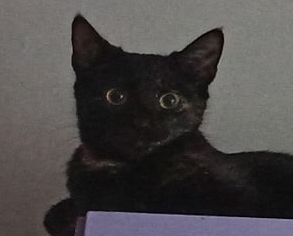 koty2.jpg