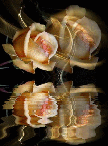 rose-flower-water-reflection-animated-graphic-for-share-on-facebook.gif